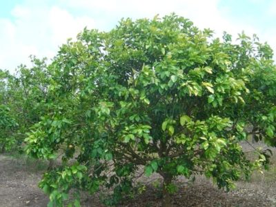 Crédito Eduardo Girardi