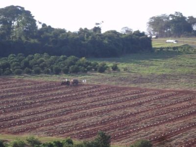 Ultra adensamento de plantio - Crédito Eduardo Girardi