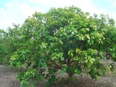 Crédito Eduardo Girardi