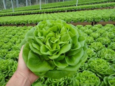 Crédito Eduardo Miyayaciki