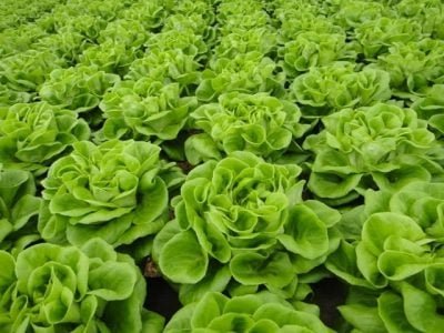 Crédito Eduardo Miyayaciki