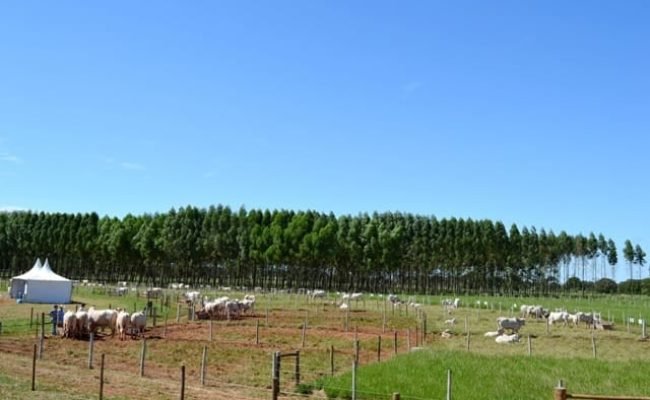 Crédito Embrapa Agroenergia