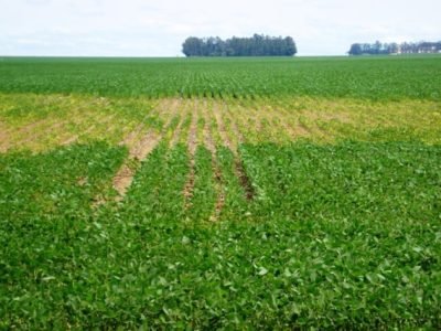 Crédito Embrapa Agropecuária Oeste