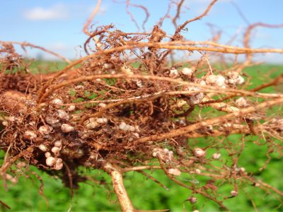 Crédito Embrapa Agropecuário Oeste
