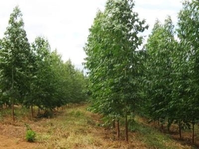 Crédito Embrapa Cerrados / Arquivo