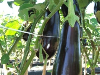 Crédito Embrapa Hortaliças