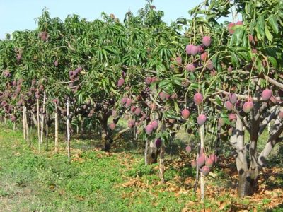 Crédito Embrapa Semiárido