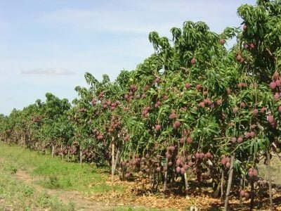 Crédito Embrapa Semiárido