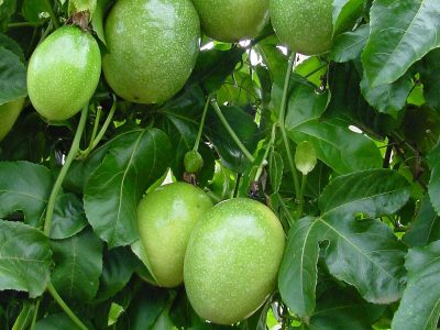 Crédito Embrapa Transferência de Tecnologia