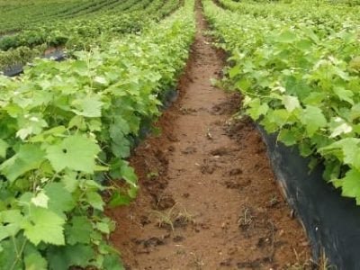 Crédito Erasmo Reis