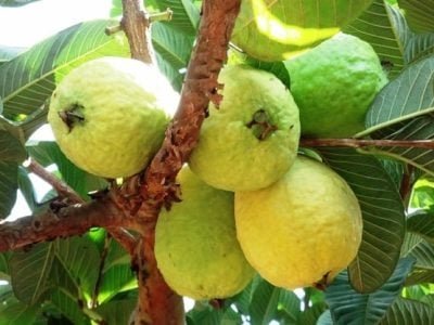 Crédito Erli RÃ¶pke