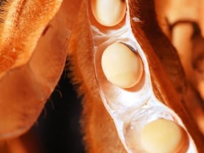 Crédito Fernando Gomes