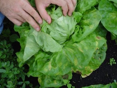 Crédito Fernando Sala