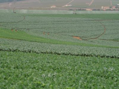 Crédito Francisco Foga