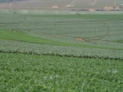 Crédito Francisco Foga