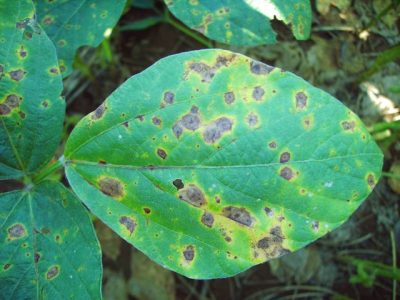 Crédito Fundação MT