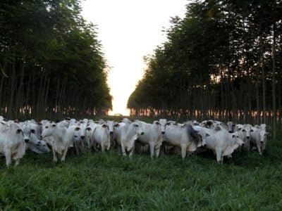 Crédito Gabriel Faria Rezende