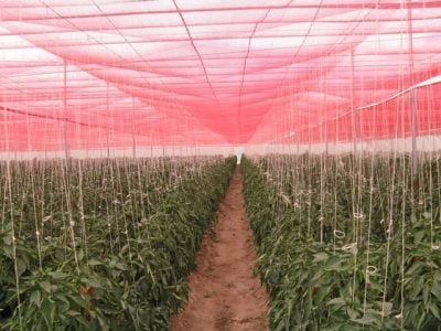 Crédito GinegarPolysack