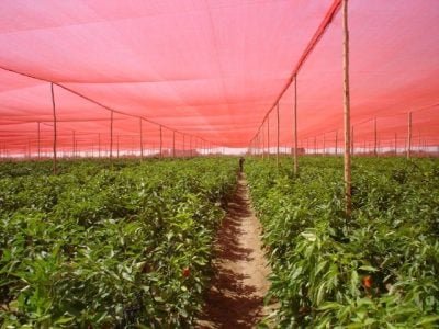 Crédito - GinegarPolysack