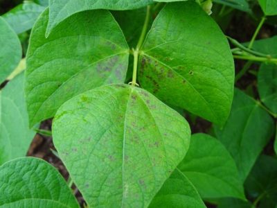 Crédito Giovani Belutti Voltolini