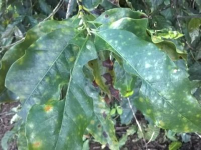 Crédito Giovani BeluttiVoltolini