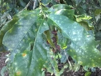 Crédito Giovani BeluttiVoltolini