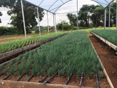 Crédito Glaucio da Cruz Genuncio