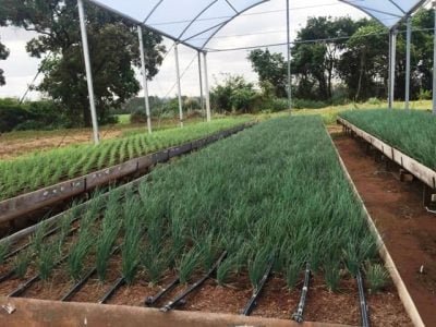 Crédito Glaucio da Cruz Genuncio