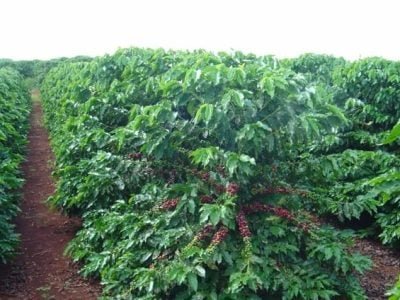 Crédito Gustavo Sera