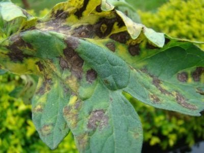 Crédito Hélcio Costa