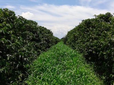 Crédito - Hélio Casale