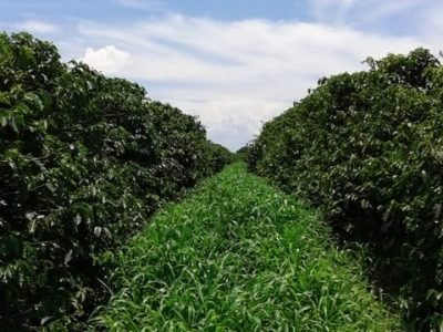 Crédito - Hélio Casale