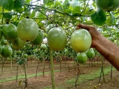 Crédito Henrique Belmonte Petry