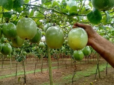 Crédito Henrique Petry