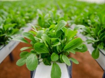 Foto-01-Crédito-Hidrogood-300x199