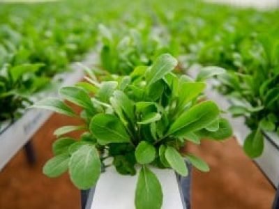 Foto-01-Crédito-Hidrogood-300x199