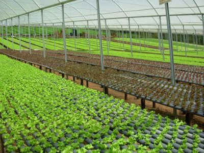 Crédito Hidroponia Itapecerica