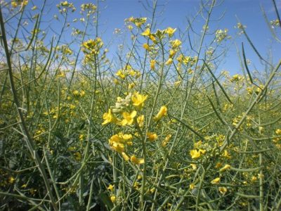 Crédito-IBSS-Agronomy