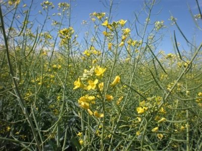 Crédito-IBSS-Agronomy