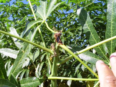 Crédito-Igor-Pereira