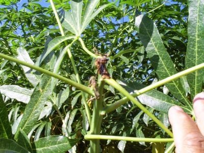 Crédito-Igor-Pereira