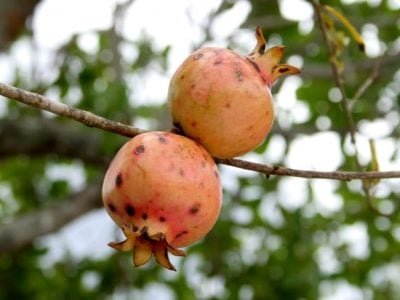 Foto-01-Crédito-Internet1-624x446