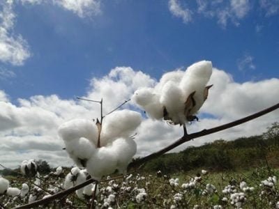 Crédito Isaias Alves