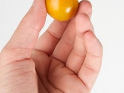 Crédito Isla Sementes