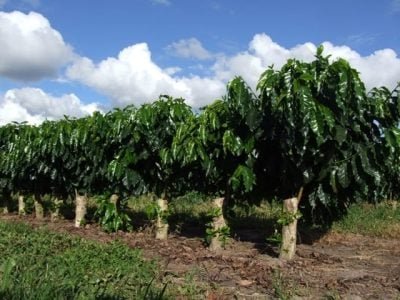 Crédito Ivanir Maia