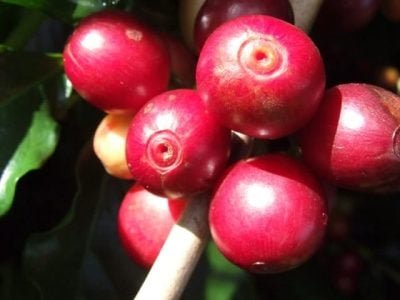 Crédito Ivanir Maia