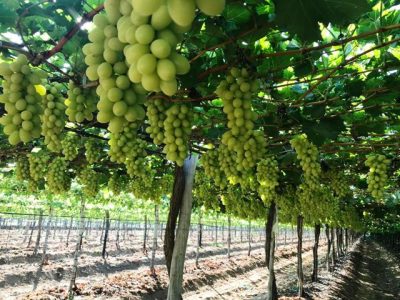 Crédito Jailson Lira