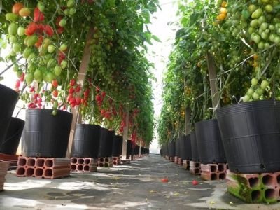 Crédito Jorge Barcelos