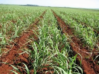 Crédito José Alencar Magro