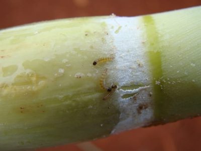 Crédito José Antônio Júnior